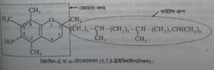 চর্বিতে দ্রবণীয় ভিটামিন ই বা টোকোফেরল । Fat soluble Vitamin D or tocopherol