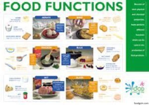 খাদ্যের কাজ । Functions of Food