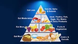 খাদ্যের কাজ । Functions of Food