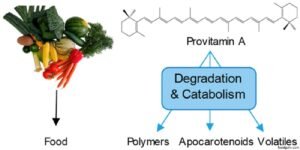 জৈবিক অণু প্রোভিটামিন । Organic Anu Provitamins 3 জৈবিক অণু প্রোভিটামিন । Organic Anu Provitamins