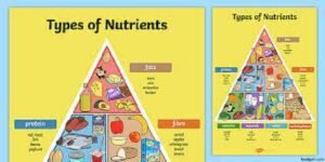 নিউট্রিয়েন্ট বা পরিপোষক ও এর শ্রেণিবিভাগ । Nutrients And its Classification 2 নিউট্রিয়েন্ট বা পরিপোষক ও এর শ্রেণিবিভাগ