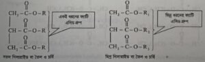 স্নেহজাতীয় বা চর্বিজাতীয় খাদ্য । Fats