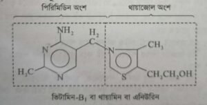 ভিটামিন বি১ কমপ্লেক্স বা থায়ামিন বা এনিউরি । Vitamin-B1 complex or Thiamine or Aneurin