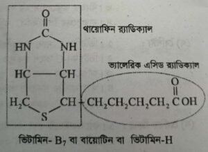 ভিটামিন বি৭ কমপ্লেক্স বা বায়োটিন বা ভিটামিন এইচ । Vitamin-B7 complex or Biotin or Vitamin-H