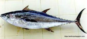 টুনা মাছ, Tuna Fish