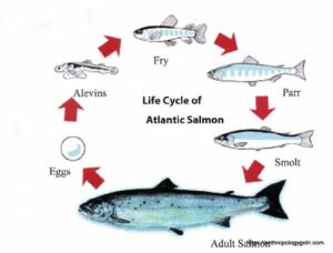 স্যামন মাছ, سالمن مچھلی , Salmon Fish, سمك السلمون , सैलमन मछली
