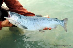 স্যামন মাছ, سالمن مچھلی , Salmon Fish, سمك السلمون , सैलमन मछली
