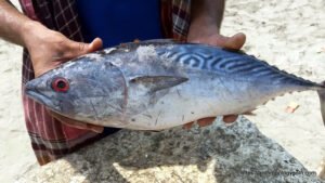 টুনা মাছ, Tuna Fish