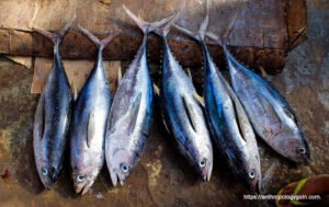 টুনা মাছ, Tuna Fish