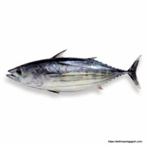 টুনা মাছ, Tuna Fish
