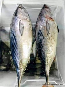 টুনা মাছ, Tuna Fish