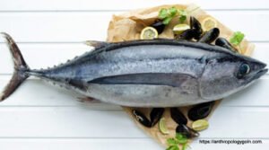 টুনা মাছ, Tuna Fish