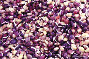 শিমের বীজ