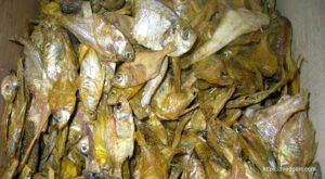 শুটকি মাছ, خشک مچھلی , Dried Fish, السمك المجفف , सूखी मछली