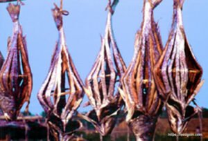 শুটকি মাছ, خشک مچھلی , Dried Fish, السمك المجفف , सूखी मछली