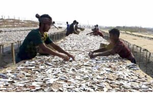 শুটকি মাছ