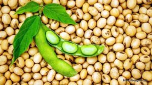 সয়াবিন