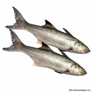 স্যামন মাছ, سالمن مچھلی , Salmon Fish, سمك السلمون , सैलमन मछली