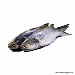 স্যামন মাছ, سالمن مچھلی , Salmon Fish, سمك السلمون , सैलमन मछली