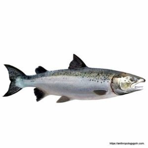 স্যামন মাছ, سالمن مچھلی , Salmon Fish, سمك السلمون , सैलमन मछली