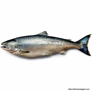 স্যামন মাছ, سالمن مچھلی , Salmon Fish, سمك السلمون , सैलमन मछली