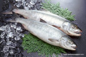 স্যামন মাছ, سالمن مچھلی , Salmon Fish, سمك السلمون , सैलमन मछली