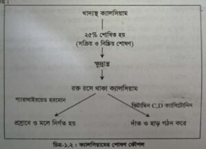 পুষ্টিতে ক্যালসিয়ামের ভূমিকা : ক্যালসিয়ামের প্রাণরাসায়নিক কাজ । The Role of Calsium In Nutrition: Biochemical Functions of Calsium 5 পুষ্টিতে ক্যালসিয়ামের ভূমিকা : ক্যালসিয়ামের প্রাণরাসায়নিক কাজ