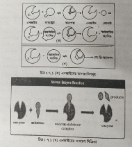 উৎসেচক ভূমিকা