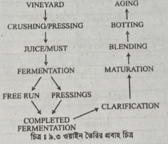ওয়াইনের গাঁজন প্রক্রিয়া 