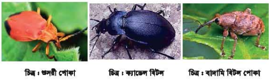 গোলাজাত গম শস্যের ক্ষতিকারক পোকামাকড়