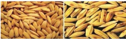 পুষ্ট, অপুষ্ট দানা ও অপদ্রব্য