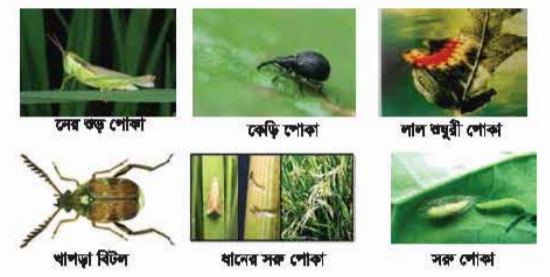 গোলাজাত ধান, চাল, ডাল, আলু ইত্যাদির ক্ষতিকারক পোকার পরিচিতি ও দমন
