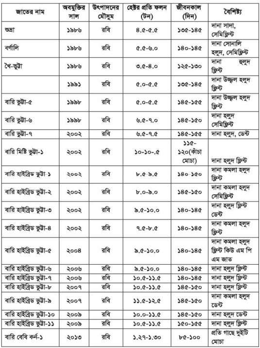 ভুট্টার জাত ও চাষের মৌসুম