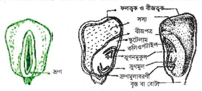 ভুট্টার জাত ও চাষের মৌসুম