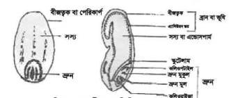 গম দানার বিভিন্ন অংশ ও পুষ্টিমাণ