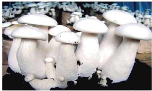 মাশরুমের পরিচিতি