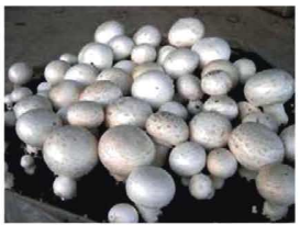 মাশরুমের পরিচিতি