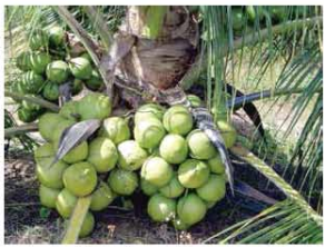 নারিকেলের (ডাব, ঝুনা, শাঁস, পানি) খাদ্য মূল্য