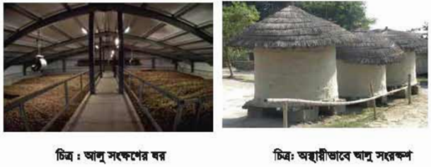 আলু সংরক্ষণ