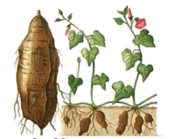 মিষ্টি আলুর পুষ্টিমান ও জাত