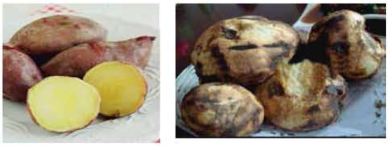 মিষ্টি আলু থেকে উৎপাদিত বিভিন্ন খাদ্যের তালিকা 4 মিষ্টি আলু থেকে উৎপাদিত বিভিন্ন খাদ্যের তালিকা