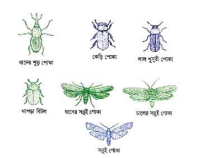 ধানের গোলাজাত পোকামাকড়