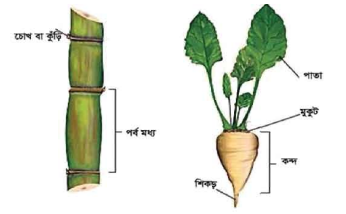 আখ ও সুগারবিটের পরিচিতি ও পুষ্টিমান