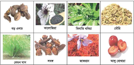 মসলা শুকনো ও সংরক্ষণ