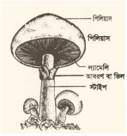 মাশরুমের পরিচিতি