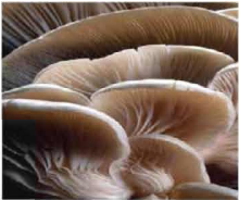 মাশরুমের পরিচিতি