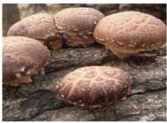 মাশরুমের পরিচিতি