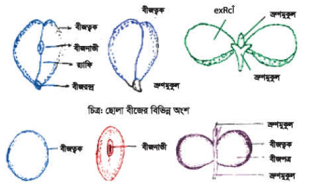 ডাল বীজের পুষ্টিমান