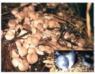 মাশরুমের পরিচিতি