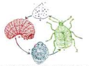 ডাল সংরক্ষণ